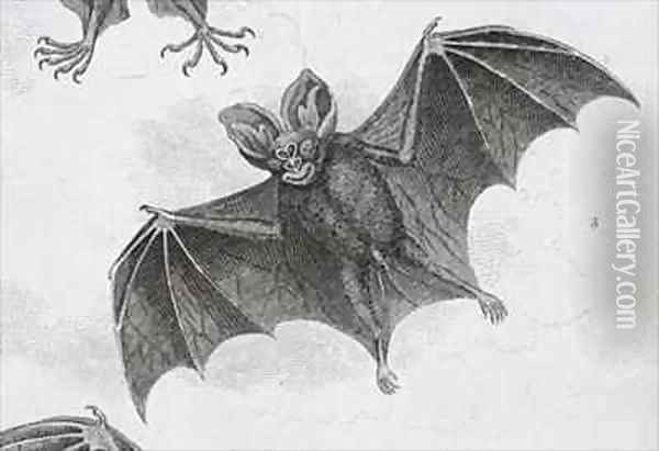 Bat Oil Painting - Sydenham Teast Edwards