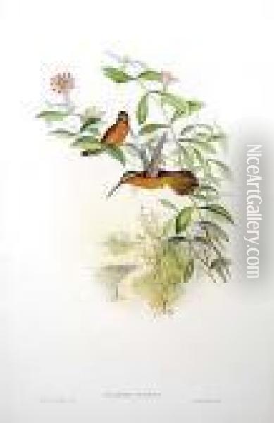 Four Ornithological Works Hummingbirds Hc Oil Painting - John H. Gould
