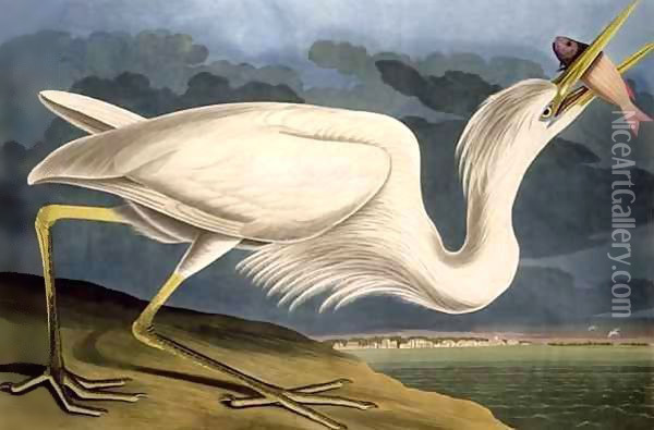 Great White Heron, from 'Birds of America' Oil Painting - John James Audubon