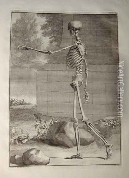 Albinus I, Tab. III: Skeleton, illustration from 'Tabulae sceleti et musculorum corporis humani', by Bernhard Siegfried Albinus (1697-1770), published by J.&H. Verbeek, bibliop., Leiden, 1747 Oil Painting - Jan Wandelaar