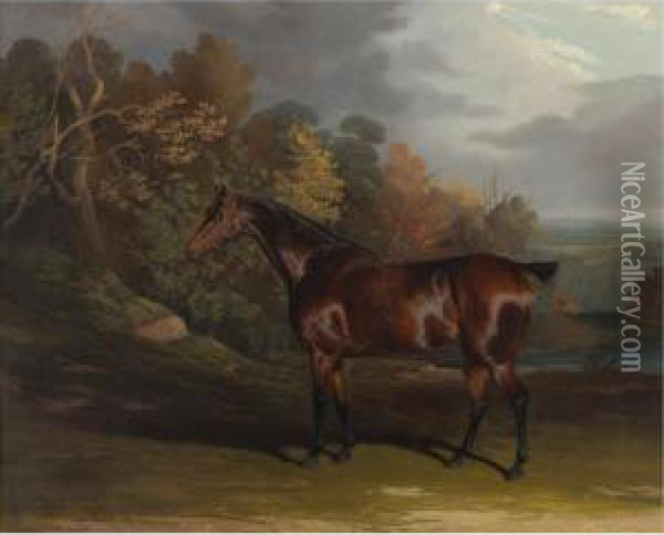 A Bay Hunter In A Sylvan Landscape Oil Painting - David of York Dalby