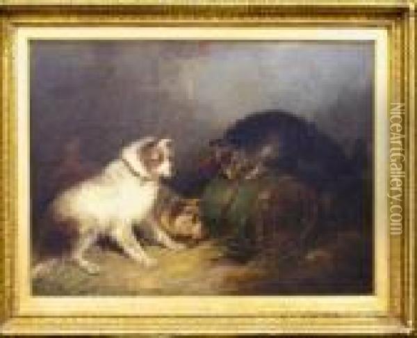 Terriers Ratting Oil Painting - George Armfield