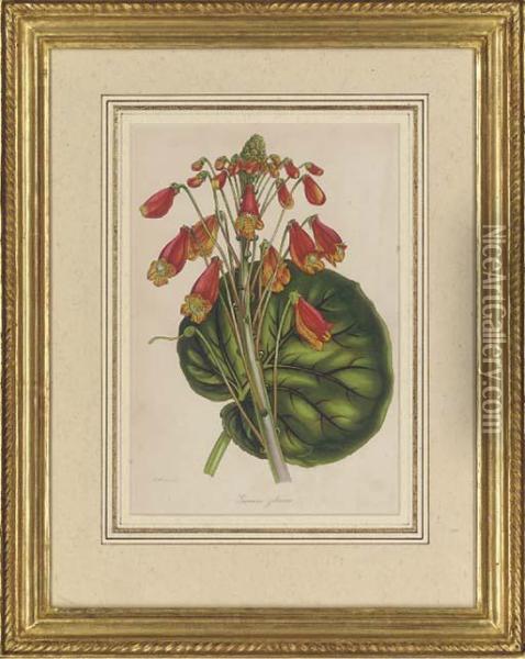 Botanical Studies Oil Painting - Samuel Holden