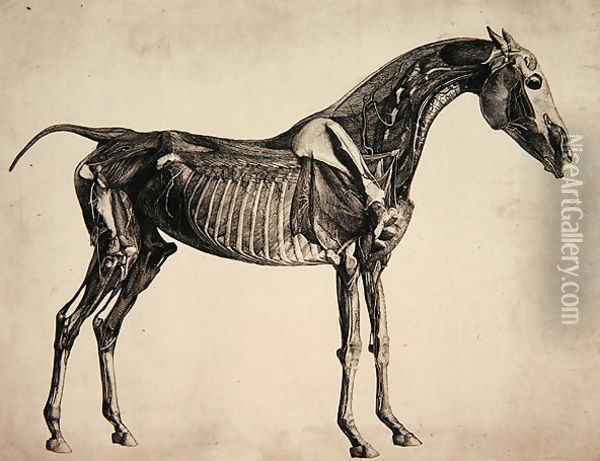 Plate from The Anatomy of the Horse, c.1766 2 Oil Painting - George Stubbs
