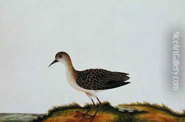 G. Plover Bird, from 'Drawings of Birds from Malacca', c.1805-18 Oil Painting - Anonymous Artist