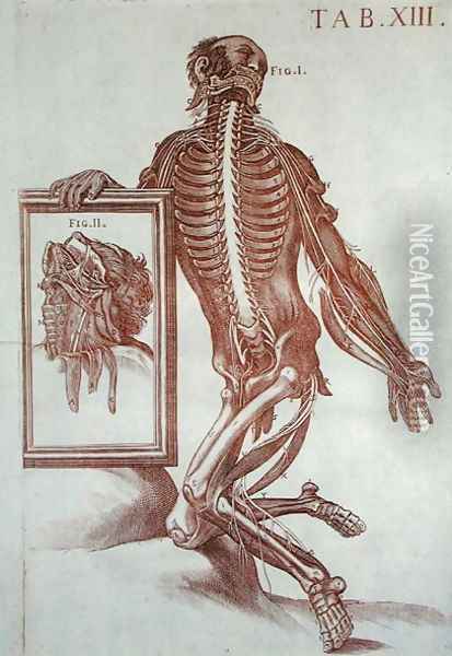 Anatomical figure, from Tabulae Anatomicae, Rome, 1788 Oil Painting - Pietro Da Cortona (Barrettini)