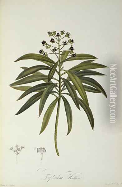 Euphorbia Mellifera, from Le Jardin de la Malmaison, 1802 Oil Painting - Pierre-Joseph Redoute