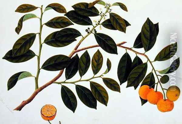 Limo Manies China or Chinese Oranges, from 'Drawings of Plants from Malacca', c.1805-18 Oil Painting - Anonymous Artist