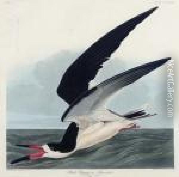 Black Skimmer (plate Cccxxiii)
Rynchops Niger Oil Painting - John James Audubon