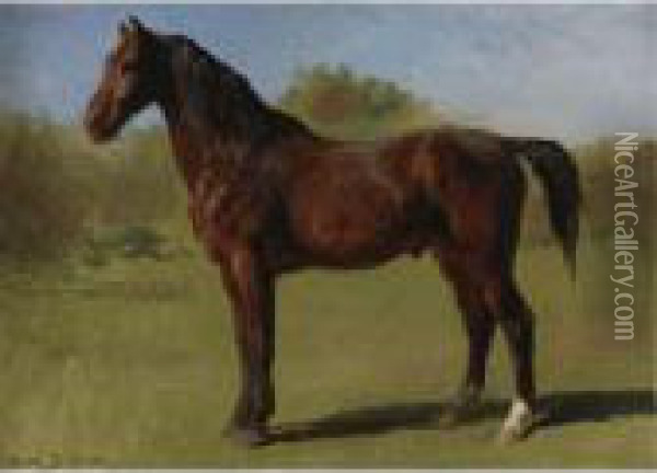 Study Of A Brown Bay Horse Oil Painting - Rosa Bonheur