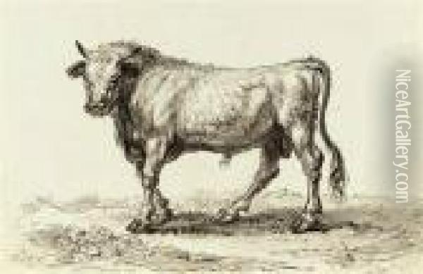 Study Of A Bull Oil Painting - James Ward