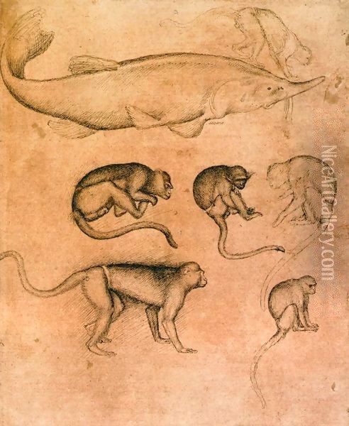 Six Monkeys and a Sturgeon, from The Vallardi Album Oil Painting - Antonio Pisano (Pisanello)