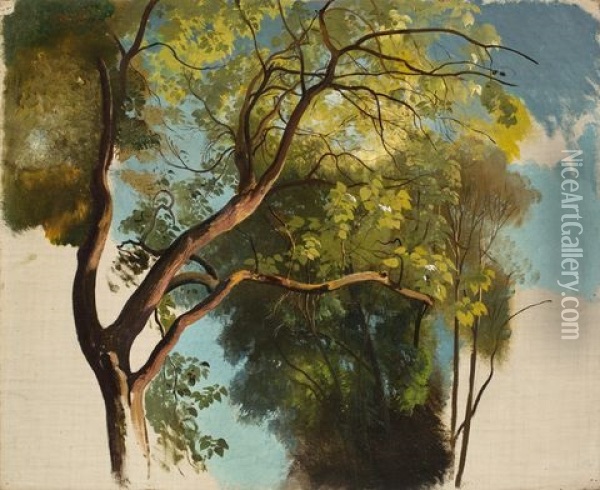 Tree Study From The Park Of Villa Carlotta Oil Painting - Carl Maria Nicolaus Hummel
