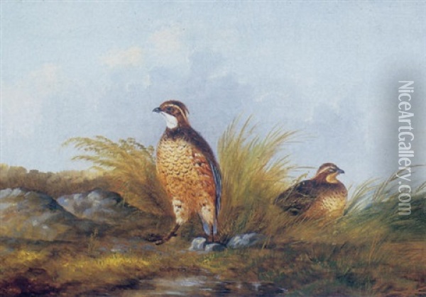 A Pair Of Quail Oil Painting - Howard L. Hill