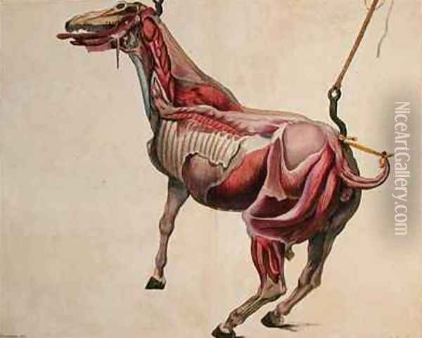 Flayed horse from Cours dHippiatrique ou Traite Complet de la Medecine des Chevaux Oil Painting - Harguinier
