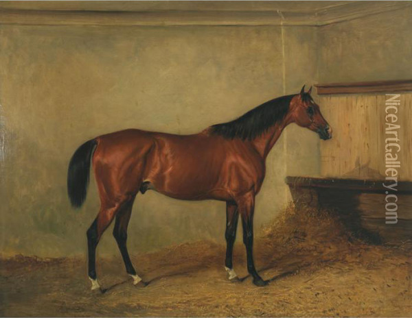 Melton Mowbray, A Bay Hunter In A
 Stable, The Property Of Henry George Herbert, 7th Earl Of Carnarvon Oil Painting - John Snr Ferneley