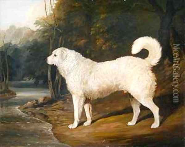 Portrait of a Dog Ross Oil Painting - David of York Dalby
