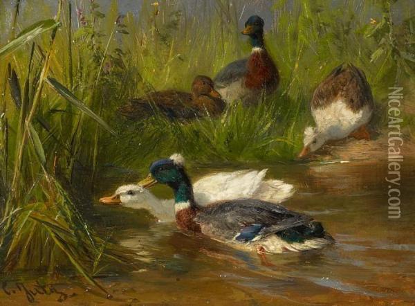 Ducks At A Stream Bank Oil Painting - Carl Jutz