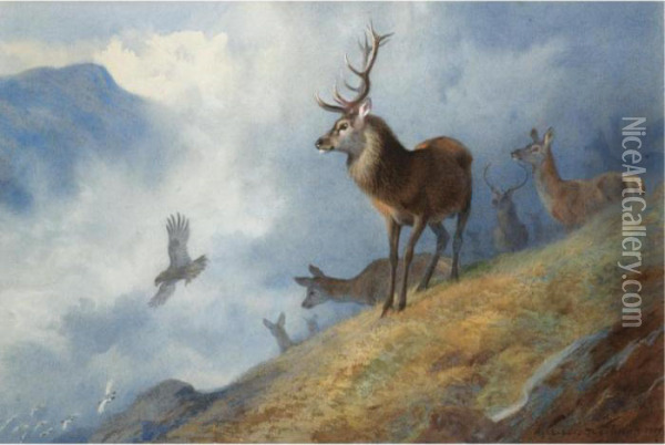 Red Deer Watching A Golden Eagle Hunt Ptarmigan Oil Painting - Archibald Thorburn