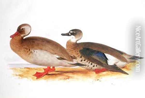 Two Ducks Oil Painting - Edward Lear