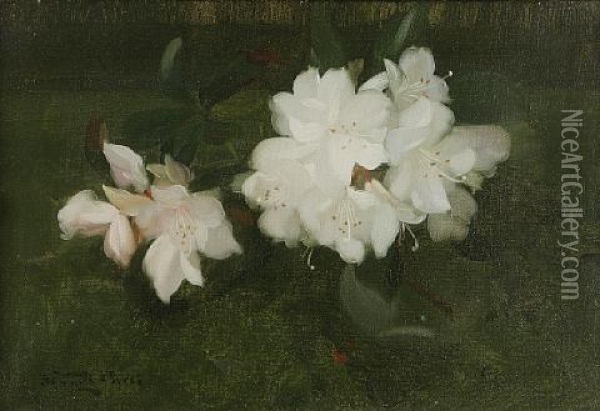 White Rhododendrons Oil Painting - Stuart James Park