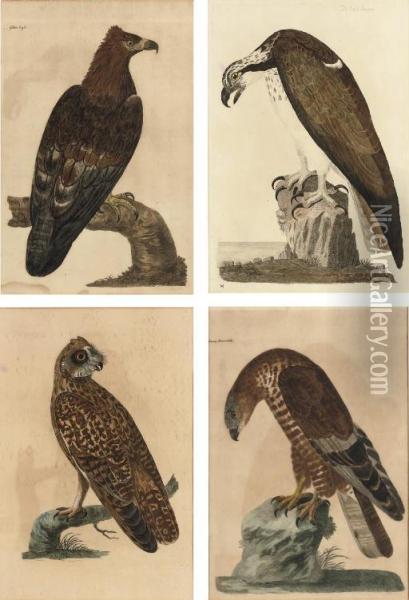 The Bald Buzzard, Honey Buzzard, Golden Eagle And Short-eared Owl From, Thomas Pennant The British Zoology, Class I. Quadrupeds, Class Ii. Birds Oil Painting - Peter, Paillou Jnr.