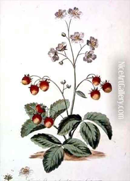 Strawberry Oval Spear Shaped rough leaves and an oval fruit from The British Herbal Oil Painting - John Edwards