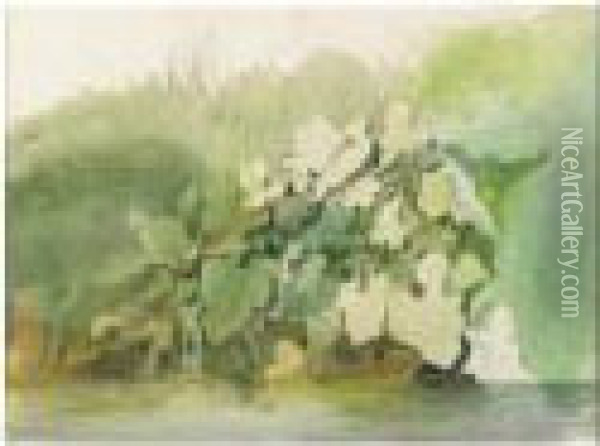 Plant Studies: A Double-sided Watercolor Oil Painting - Edward Duncan