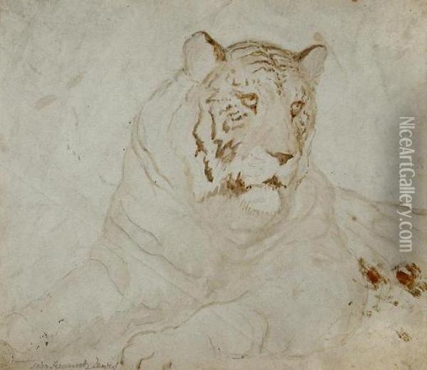 Study Of A Tiger Oil Painting - John Frederick Lewis