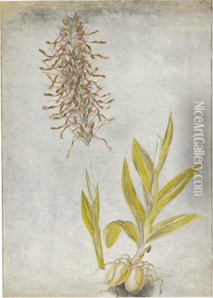 Study Of Himantoglossum Hircinum Oil Painting - Thomas Sen Robins
