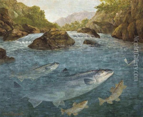 Sea-trout, Brown Trout And A Salmon Rising For A Dragonfly Oil Painting - John Russell