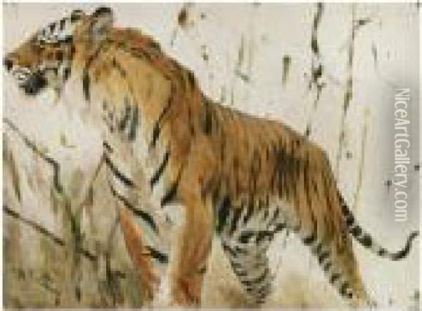 Study Of A Tiger Oil Painting - Wilhelm Kuhnert