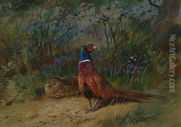 Pheasants In A Bluebell Wood Oil Painting - Archibald Thorburn