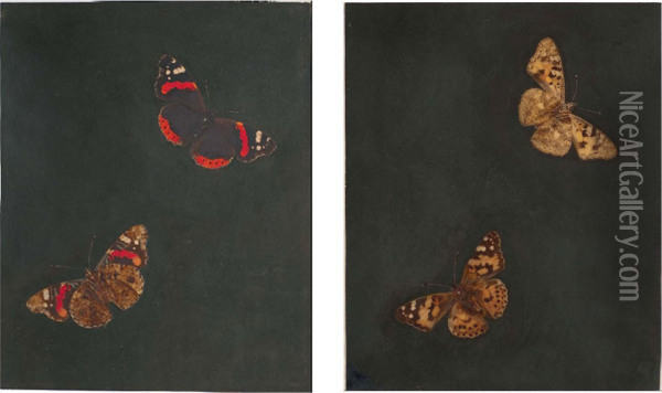 Lady Butterfly Seen From Above And Below Oil Painting - Barbara Regina Dietzsch