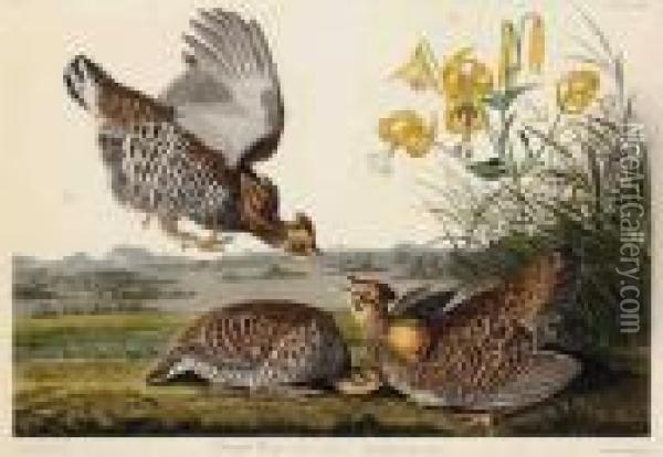 Pinnated Grous Oil Painting - John James Audubon