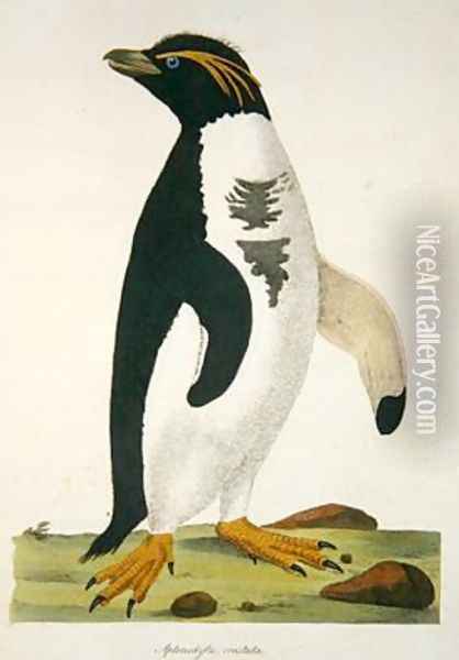 Aptenodytes-Crestata illustration from Cimelia Physica Figures of rare and curious quadrupeds birds Oil Painting - John Frederick Miller
