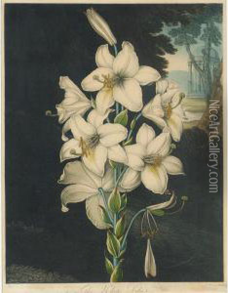 Temple Of Flora: White Lily With Variegated Leaves Oil Painting - Robert John, Dr. Thornton