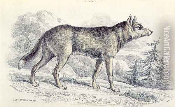 Lyciscus cagottis Mexican Coyote 1845, plate 6 from Vol 4 of Sir William Jardines The Naturalists Library, pub. 1833-45 Oil Painting - Colonel H. Smith