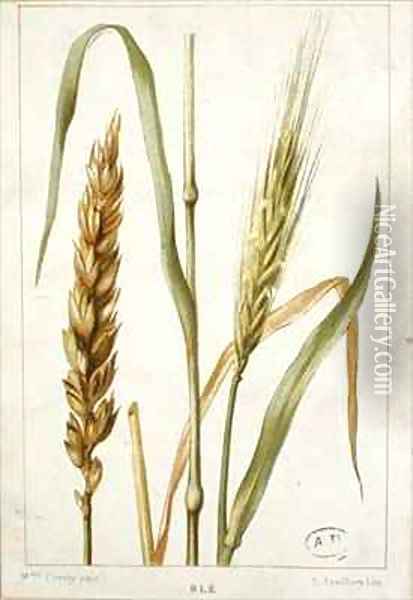 Wheat Oil Painting - Buret, Marguerite (later Mme Cresty)