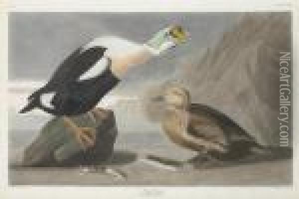 Fuligula Spectabilis Oil Painting - Robert Ii Havell