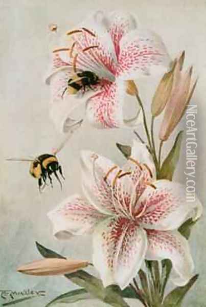 Bees and Lilies illustration from Stories of Insect Life Oil Painting - Louis Fairfax Muckley