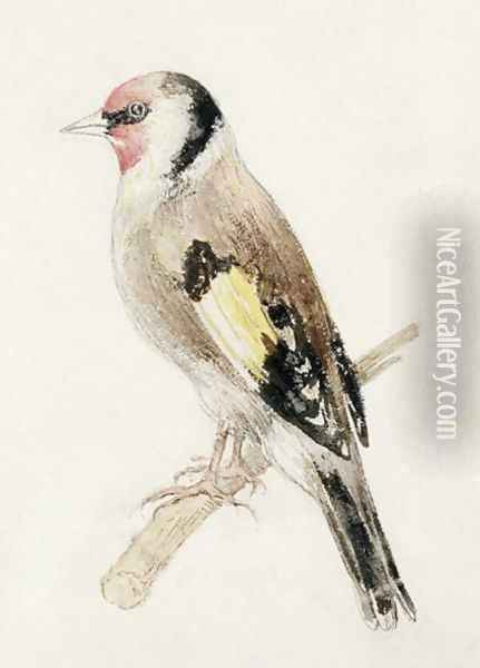 Goldfinch, from The Farnley Book of Birds, c.1816 Oil Painting - Joseph Mallord William Turner