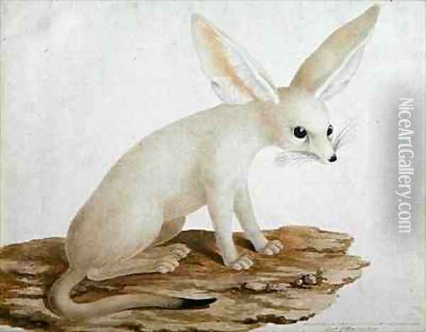 Fennec No. 3 Original of illustration in Travels through Abyssinia Oil Painting - James (Abyssinian Bruce) Bruce