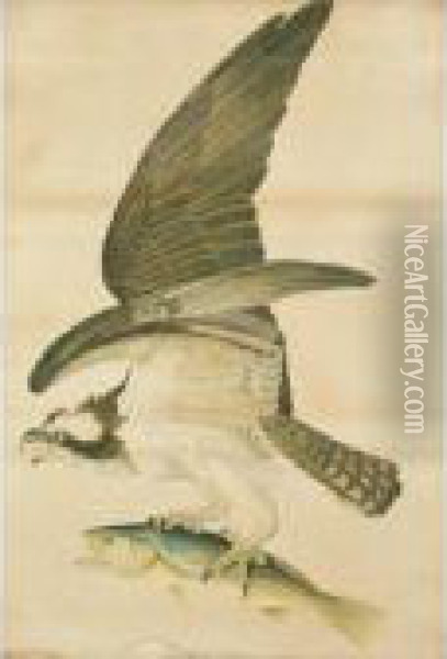 Fish Hawk Or Osprey Oil Painting - John James Audubon
