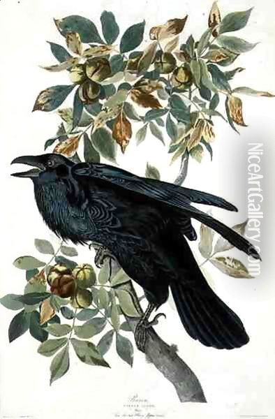 Raven Oil Painting - John James Audubon