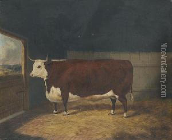 A Prize Cow In A Barn Oil Painting - Richard Whitford