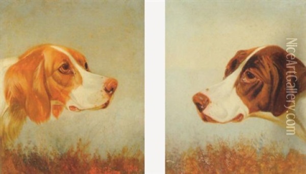 A Head Study Of An English Setter Oil Painting - Colin Graeme