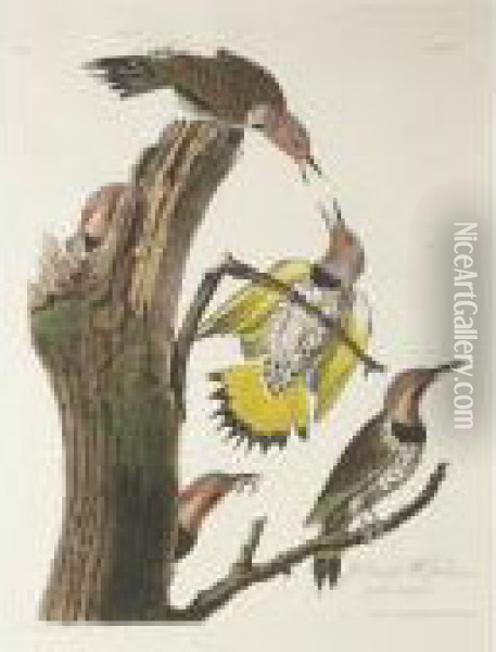 Purple-martin; Golden-winged 
Woodpecker; And American Red Start (plates Xxii, Xxxvii, And Xl) Oil Painting - John James Audubon
