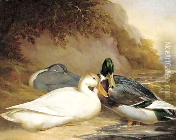 Ducks by a river Oil Painting - Thomas Woodward