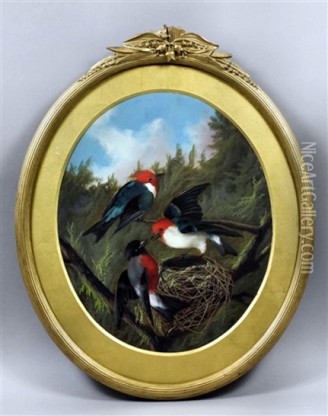 Studies Of Exotic Birds Oil Painting - Michelangelo Meucci